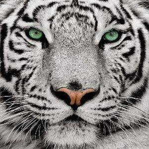 Meet your Posher, Isela